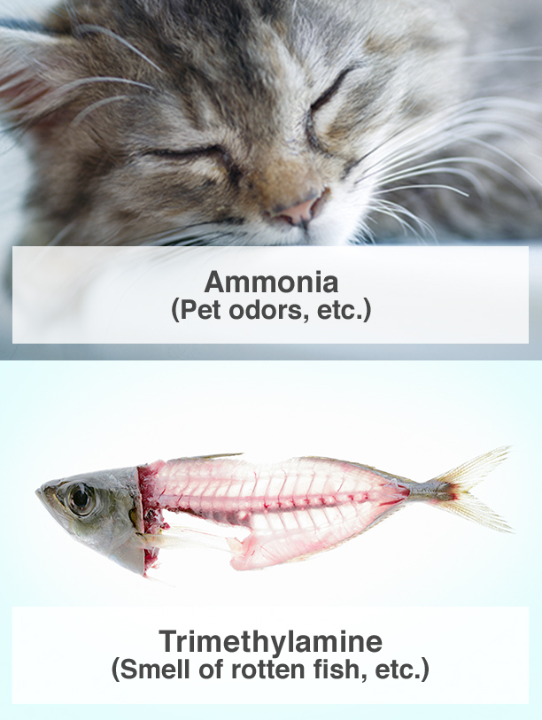 Ammonia (Pet odors, etc.), Trimethylamine (Smell of rotten fish, etc.)