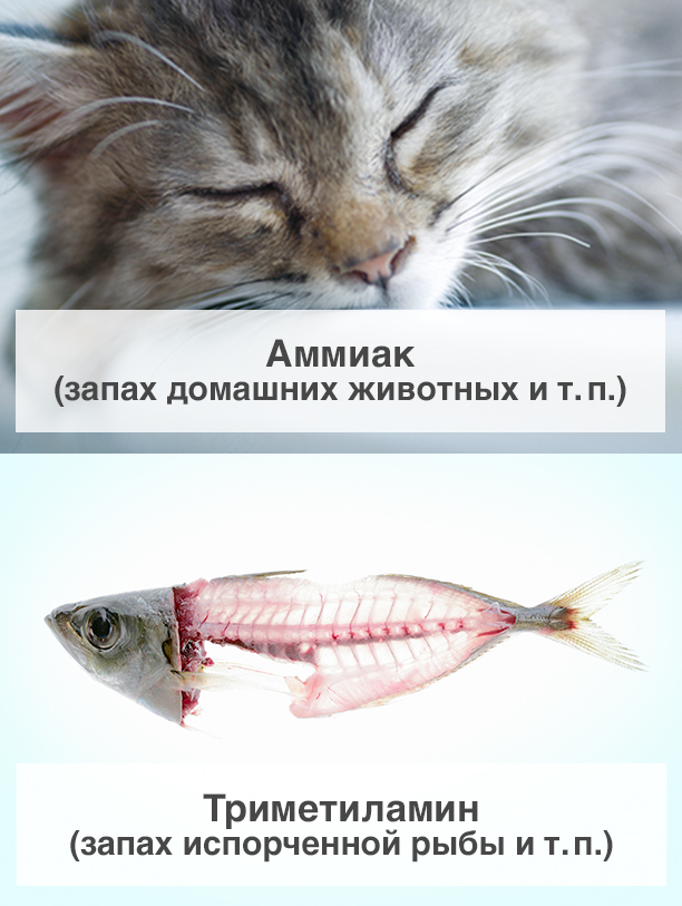 Аммиак (запах домашних животных и т. п.), Триметиламин (запах испорченной рыбы и т. п.)
