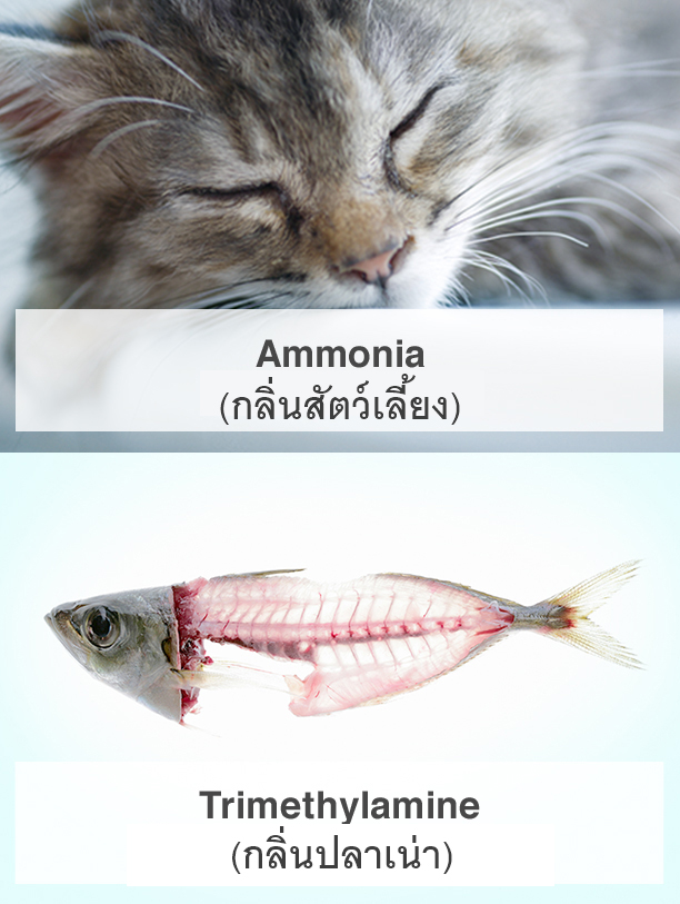 Ammonia (Pet odors, etc.), Trimethylamine (Smell of rotten fish, etc.)