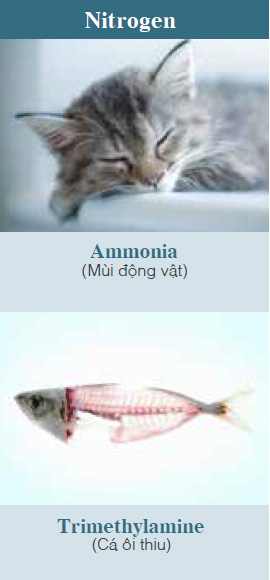 Ammonia (Pet odors, etc.), Trimethylamine (Smell of rotten fish, etc.)